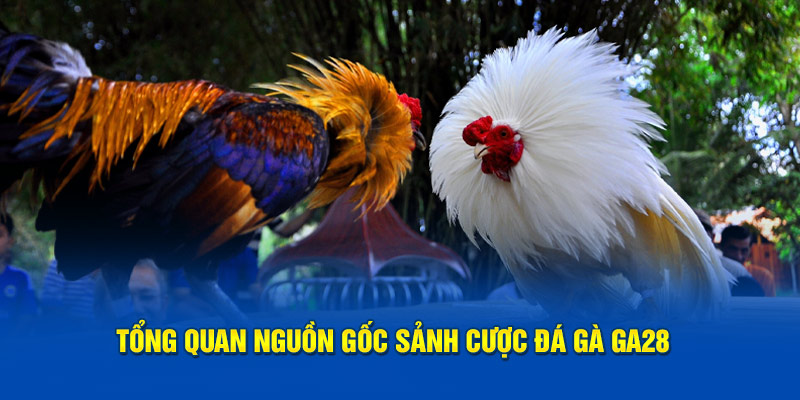 Đôi nét cần tìm hiểu về đá gà GA28